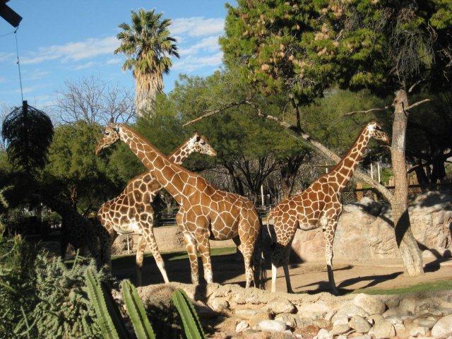 Giraffes